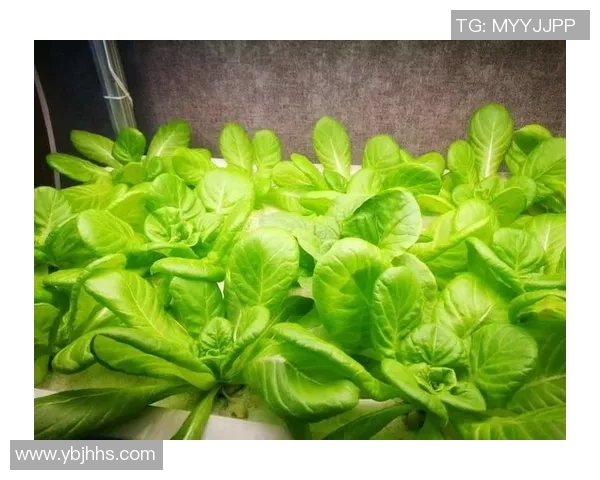 吃素足球球星的绿色饮食之道与竞技表现的关系探索